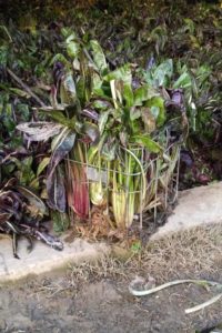 Radicchio di Treviso durante lo sbiancamento